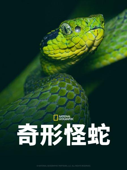 暗网解密《奇形怪蛇》免费在线观看